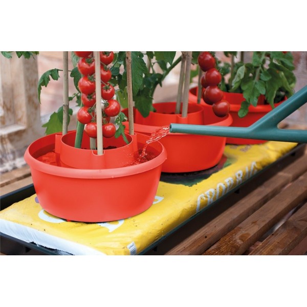 Halos de plantes (lot de 3) rouge